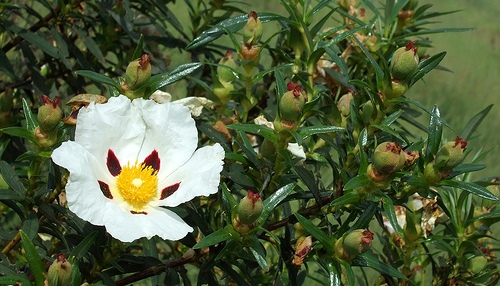 Fauna and Flora