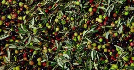 Olive Oil